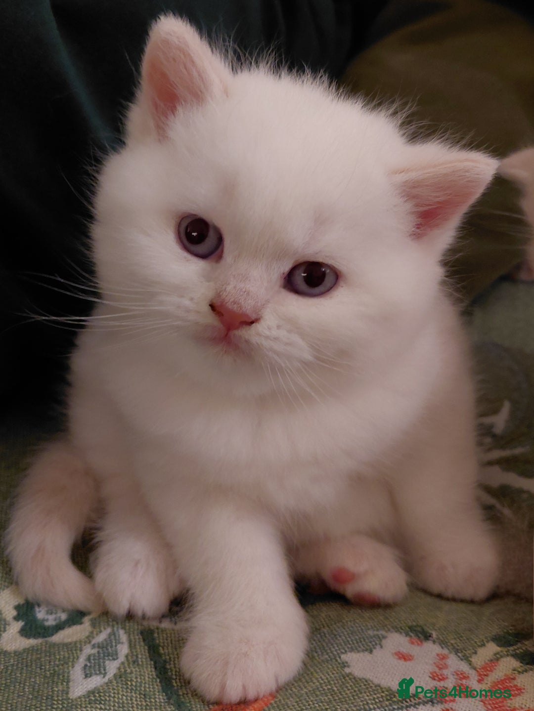 British Shorthair cats for sale: British shorthair kittens - Advert 2