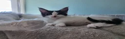 Maine Coon cats for sale: Maine Coon kittens  in Northampton - Advert 7
