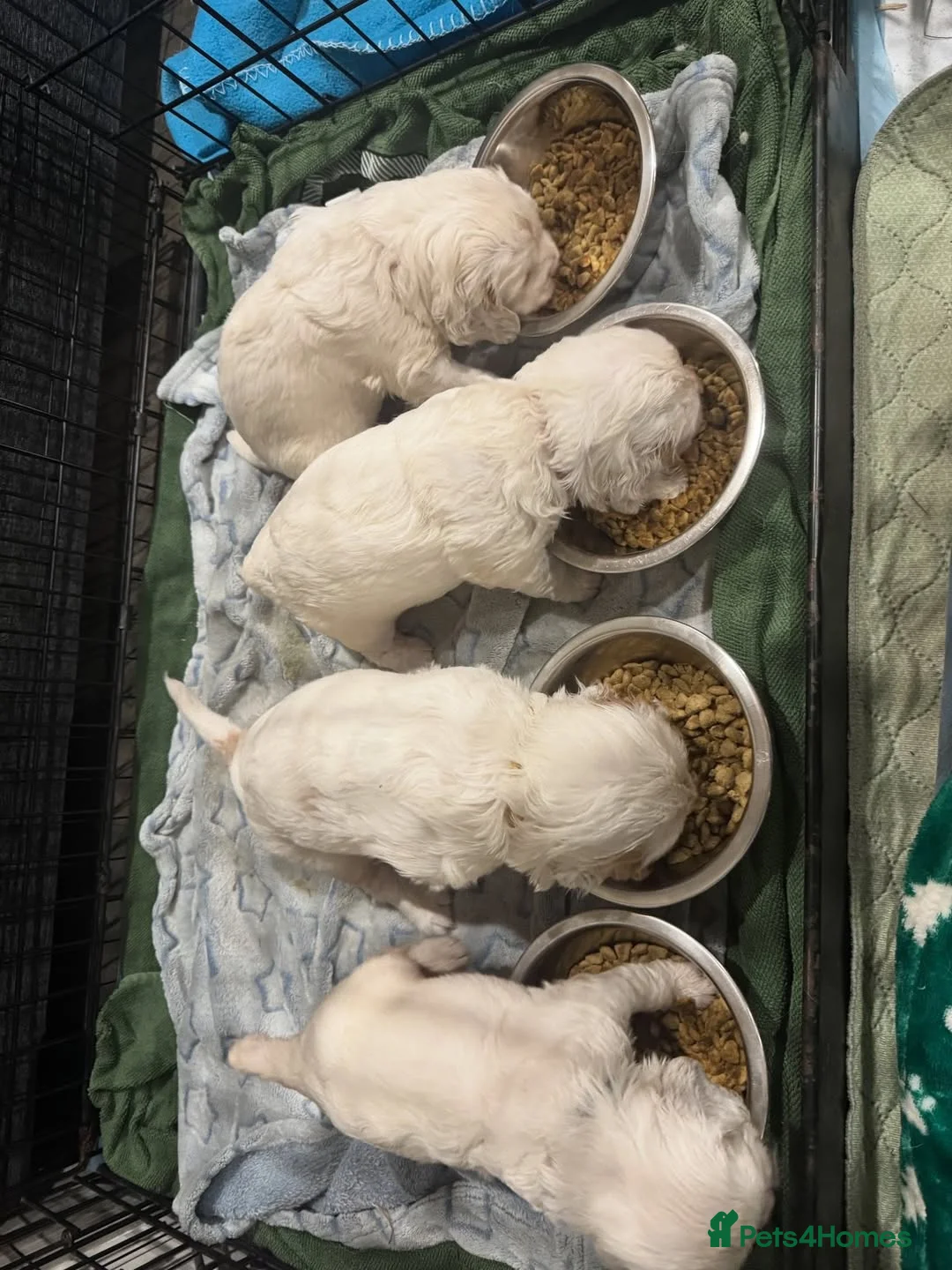 Clumber Spaniel dogs for sale: Gentle & Home Raised Clumber Pups Ready. in Bampton - Advert 2