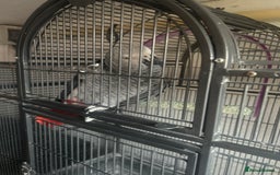Parrots birds for sale: Male African Grey - Image 3
