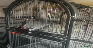 Parrots birds - Advert 12