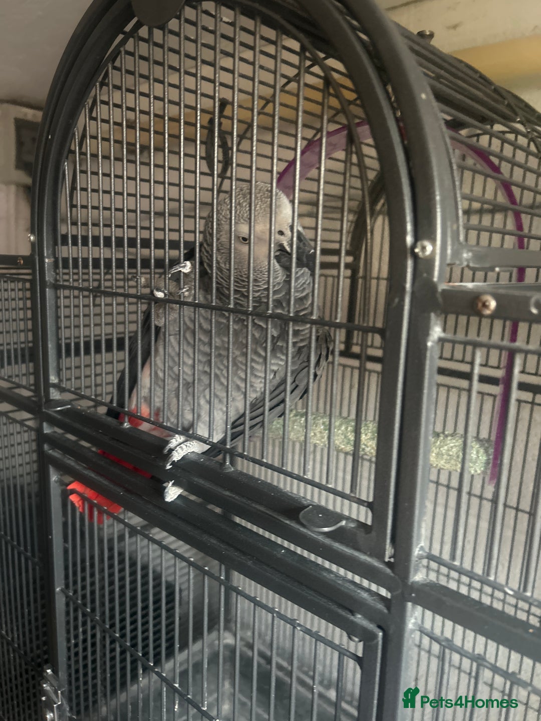 Parrots birds for sale: Male African Grey - Image 3