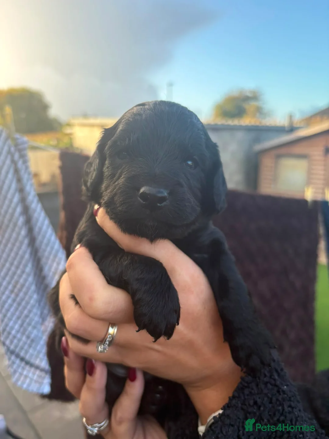 Cockapoo dogs for sale: Flb cockapoos  in Morecambe - Advert 2
