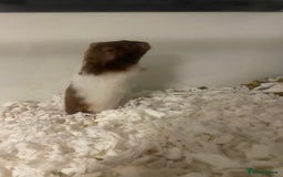 Hamster rodents for sale: Male Syrian hamster  - Image 2
