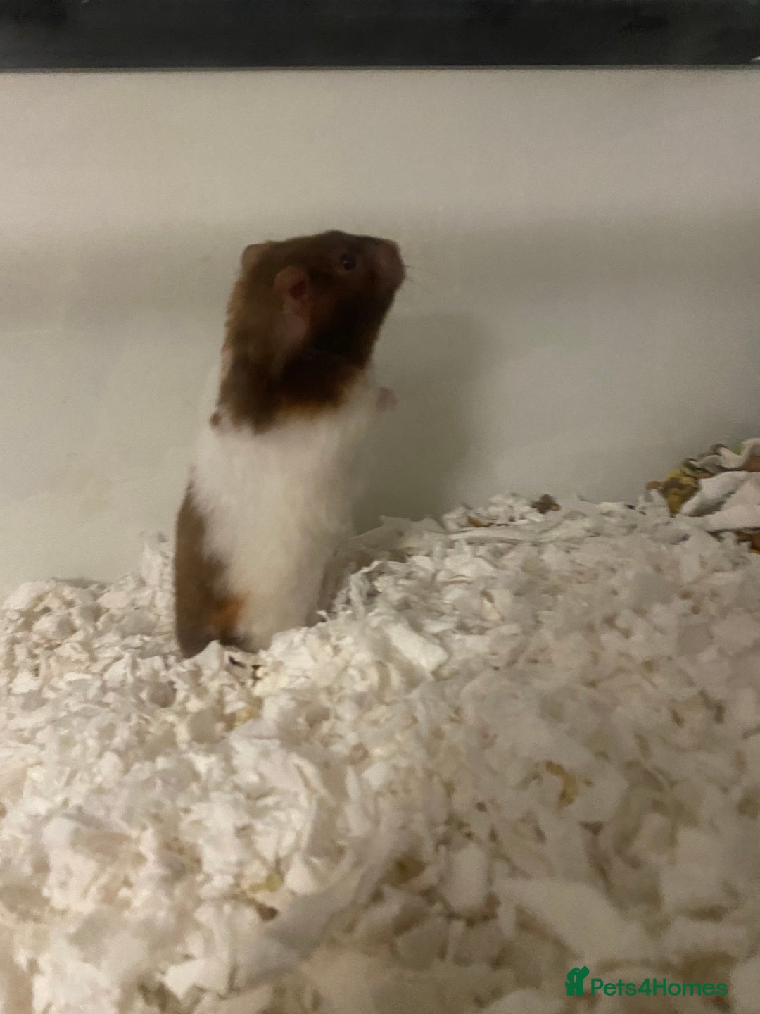 Hamster rodents for sale: Male Syrian hamster  - Image 2