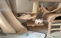 Mixed Breed cats for sale: White and grey kittens - Image 2