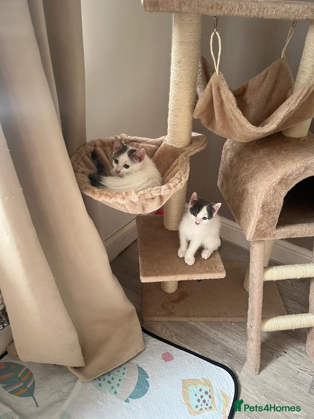 Mixed Breed cats for sale: White and grey kittens - Image 2