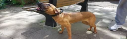 Belgian Shepherd Dog dogs for sale: Lovely female for sale  - Advert 3