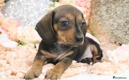 Miniature Dachshund dogs for sale: KC Registered Miniature Dachshund Puppies - Image 8
