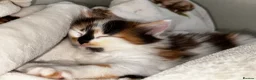 Mixed Breed cats for sale: Fluffy Female Calico Kitten - Advert 4
