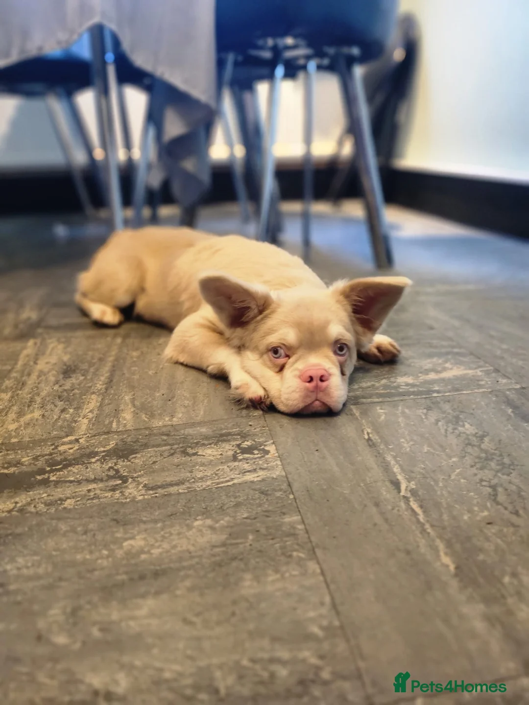 French Bulldog dogs for sale: Fluffy Pink French Bulldog in Grays - Advert 1