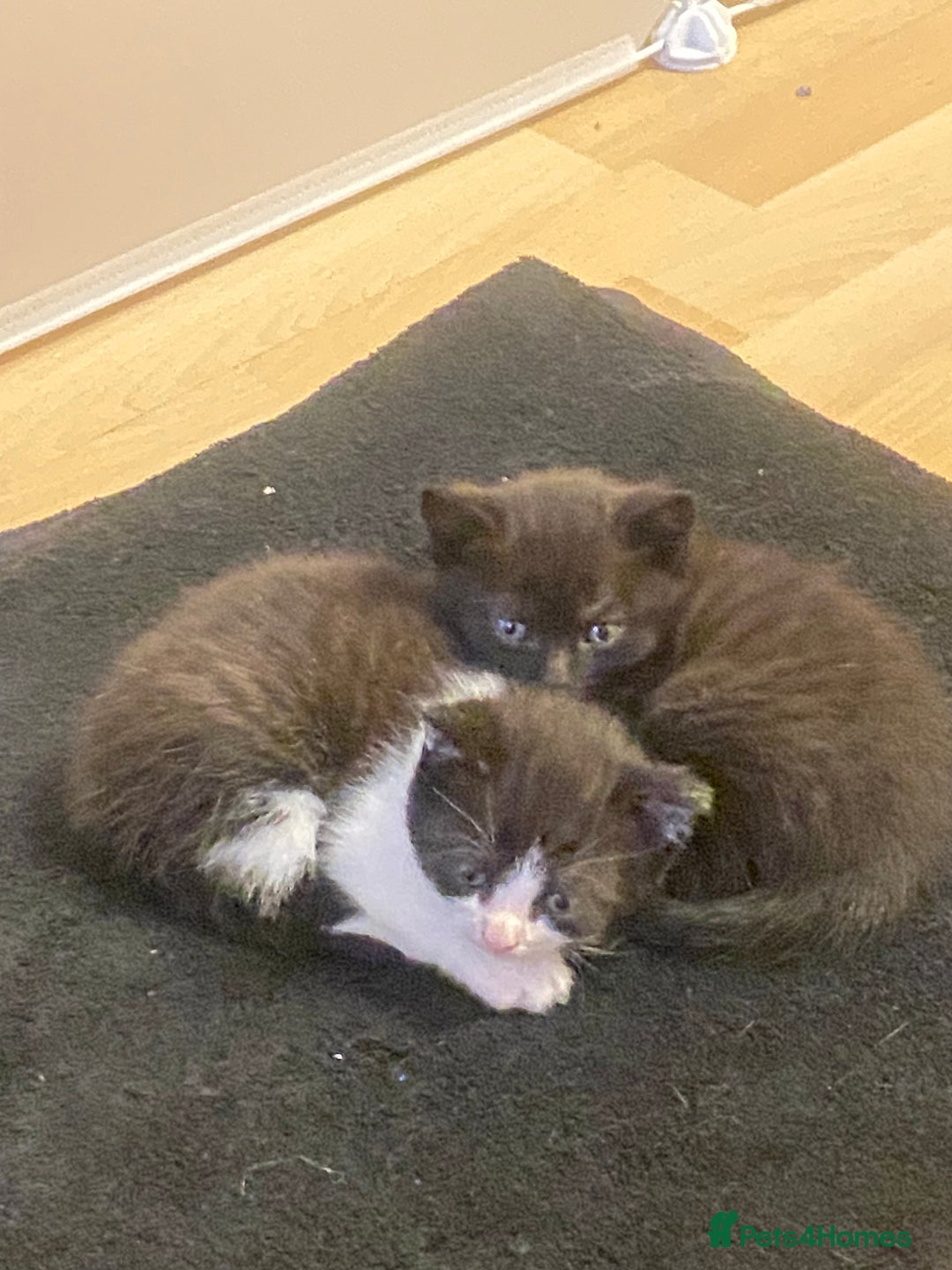British Shorthair cats for sale: Beautiful BSH and Tuxedo cat mix litter for sale - Image 6