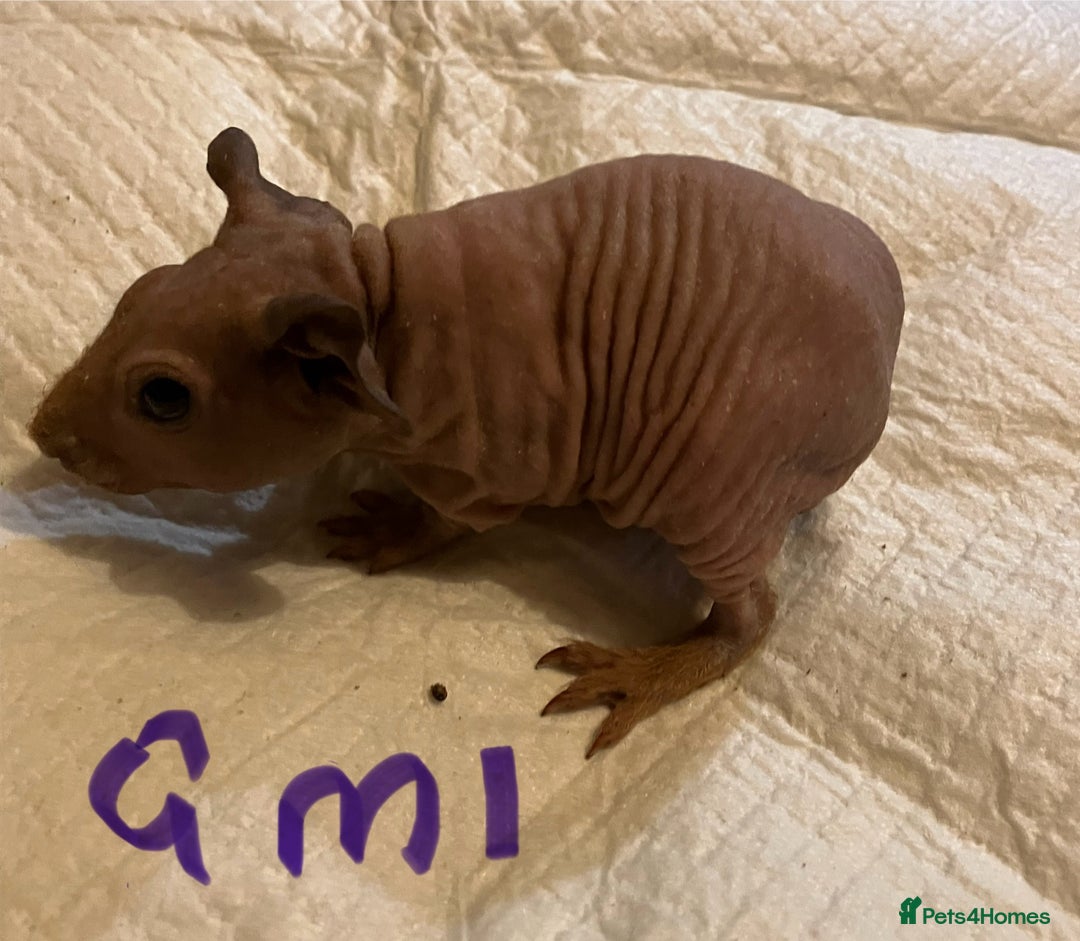 Guinea Pig rodents for sale: Well handled skinny pigs.  - Advert 32