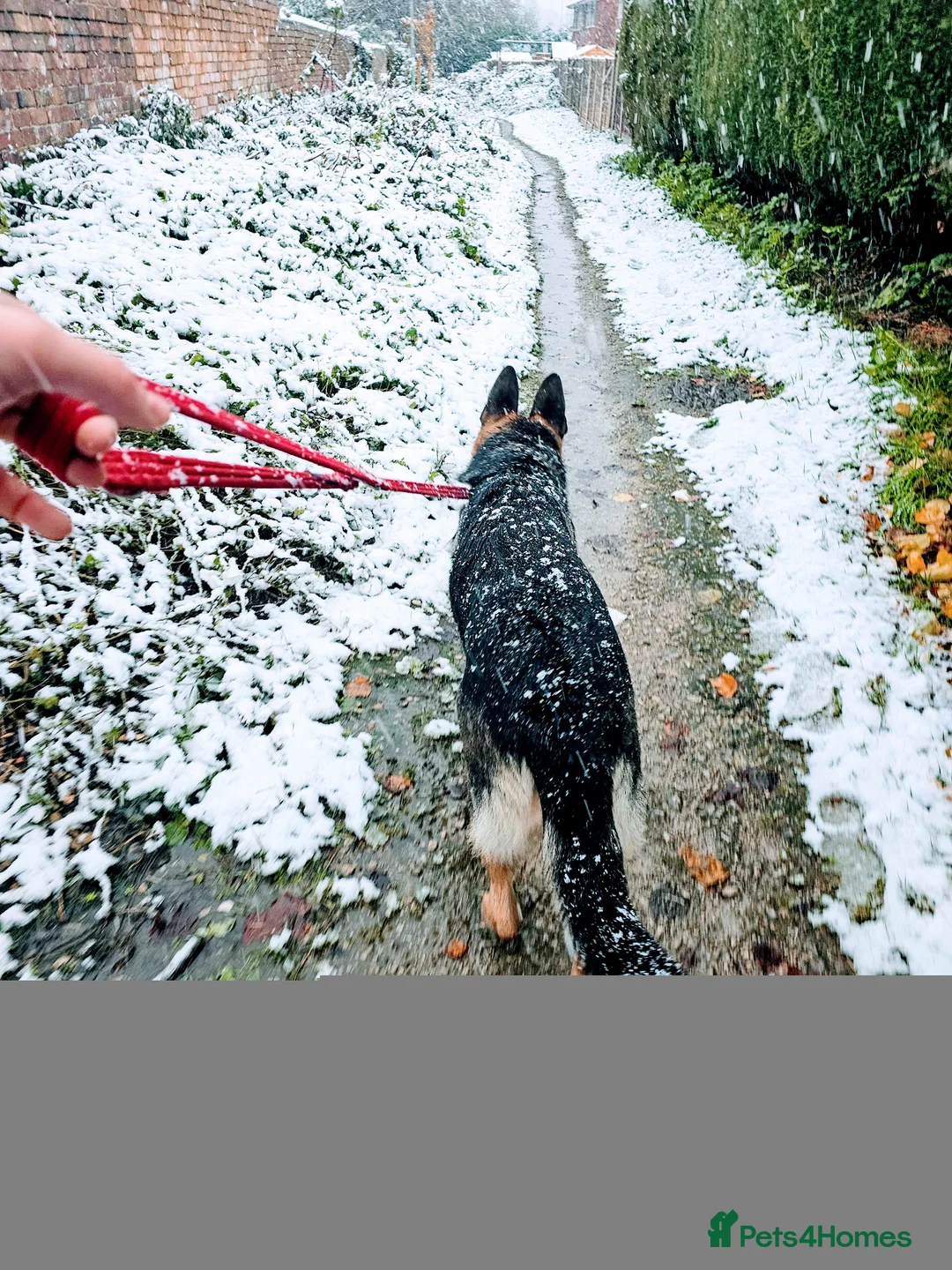 German Shepherd dogs for stud: Logan - Advert 7