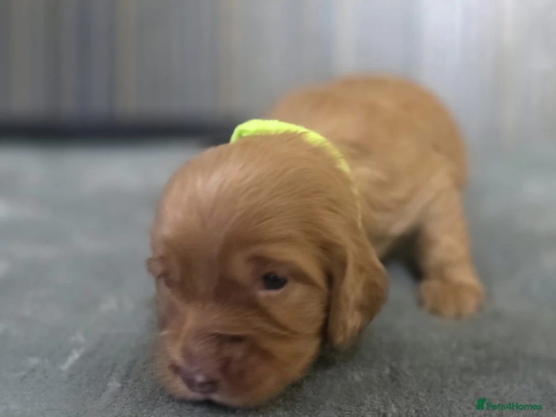 Mixed Breed dogs for sale: Cockalier (King Charles Spaniel) X Dachshund Cross - Advert 9