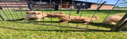 Standard Poodle dogs for sale: Red Standard Poodle puppies - Advert 14