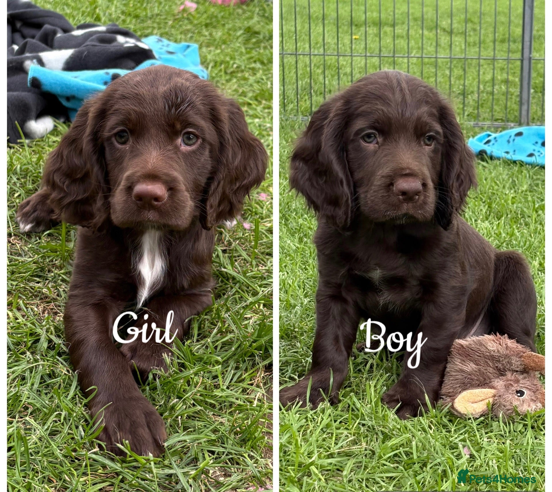 Sprocker dogs Fully Health Tested F1 Sprocker Spaniels - Advert 1