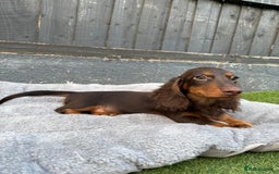 Miniature Dachshund dogs for sale: Last handsome long haired boy left ready now ! - Image 13