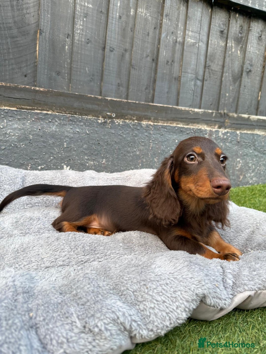Miniature Dachshund dogs for sale: Last handsome long haired boy left ready now ! - Image 13