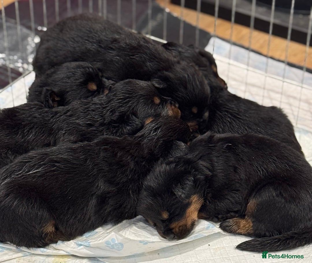 Rottweiler dogs for sale: Rottweiler Puppies - Advert 13