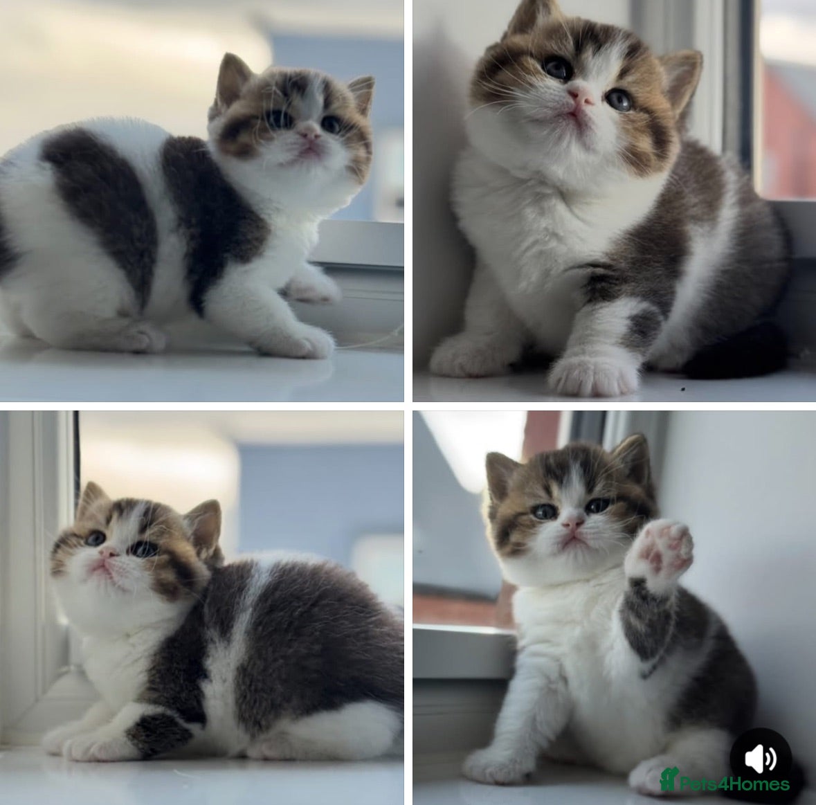 British Shorthair cats Brown Black ticked tabby white TICA reg - Advert 8