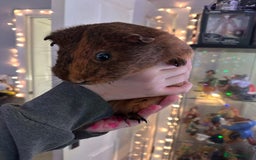 Guinea Pig rodents for sale: 4x Male Guinea pigs - Advert 3