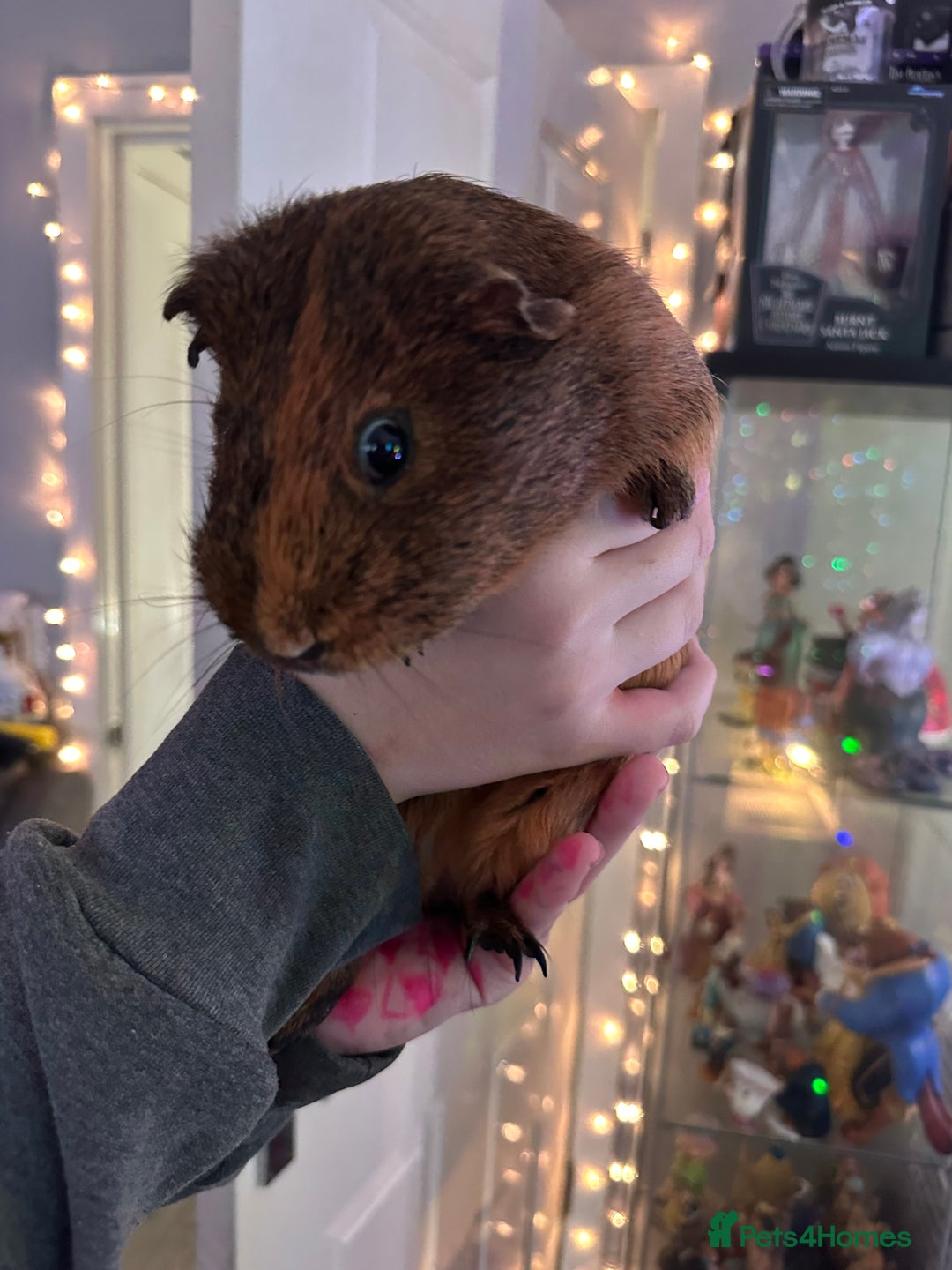 Guinea Pig rodents for sale: 4x Male Guinea pigs - Advert 3