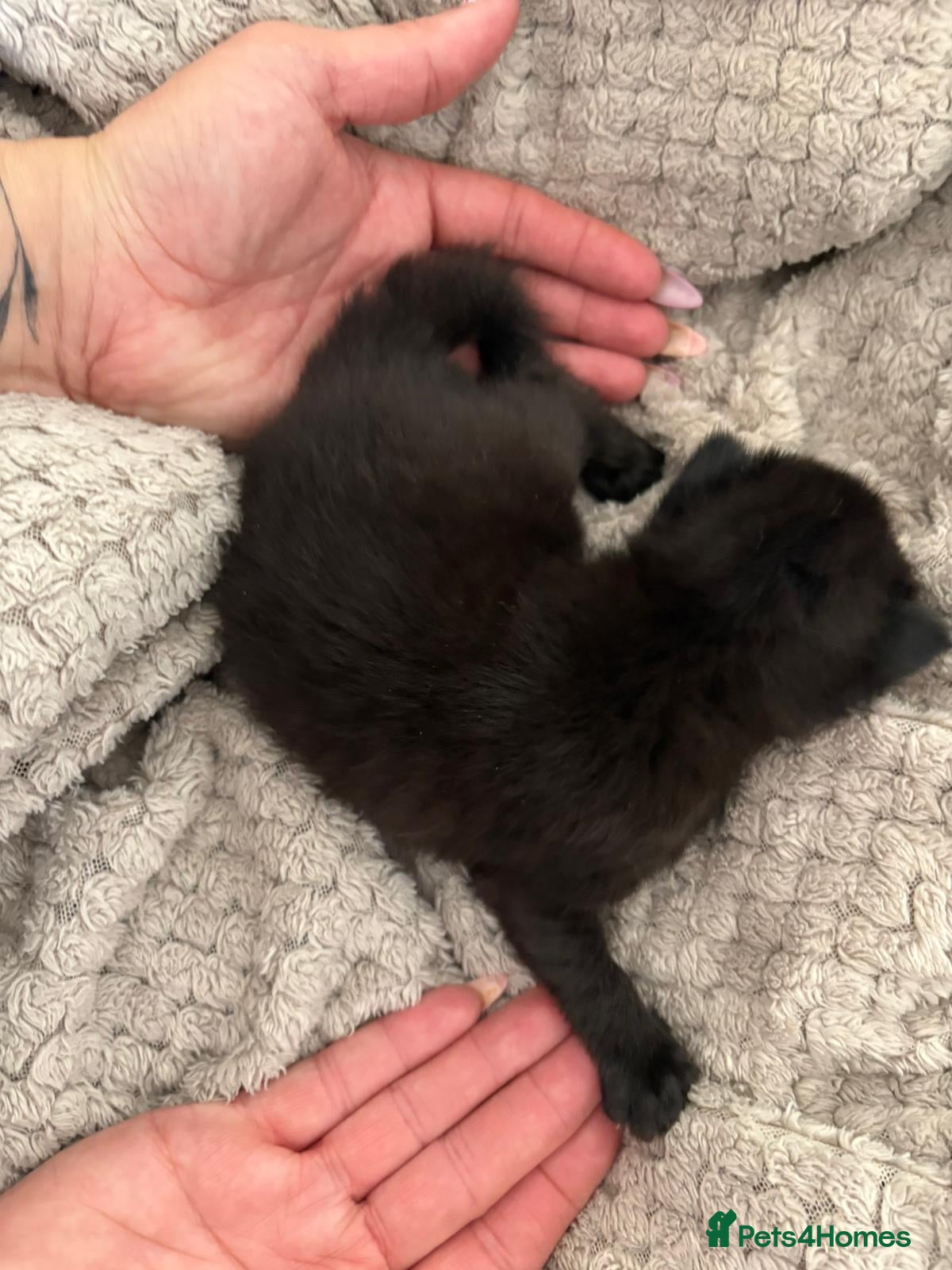 Mixed Breed cats for sale: Mixed Beautiful Girls  - Advert 12