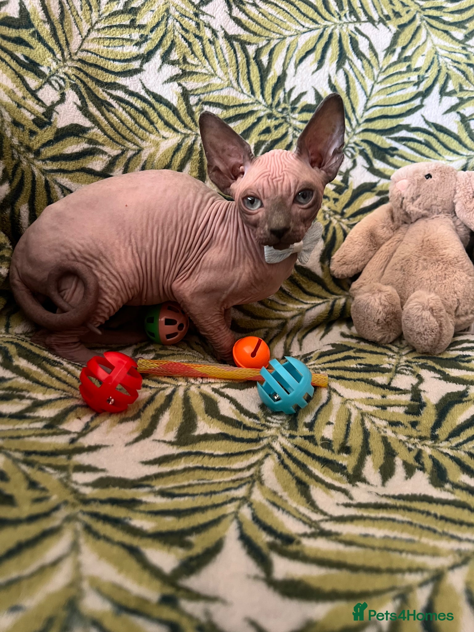 Sphynx cats Sphynx kittens✨ - Advert 2