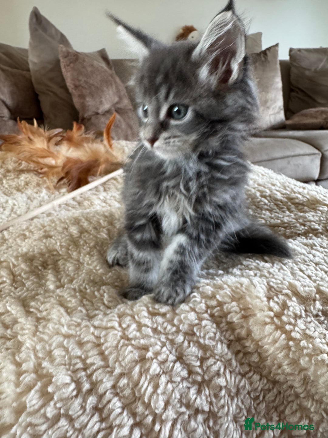 Maine Coon cats for sale: Stunning Maine coon kittens  - Advert 6