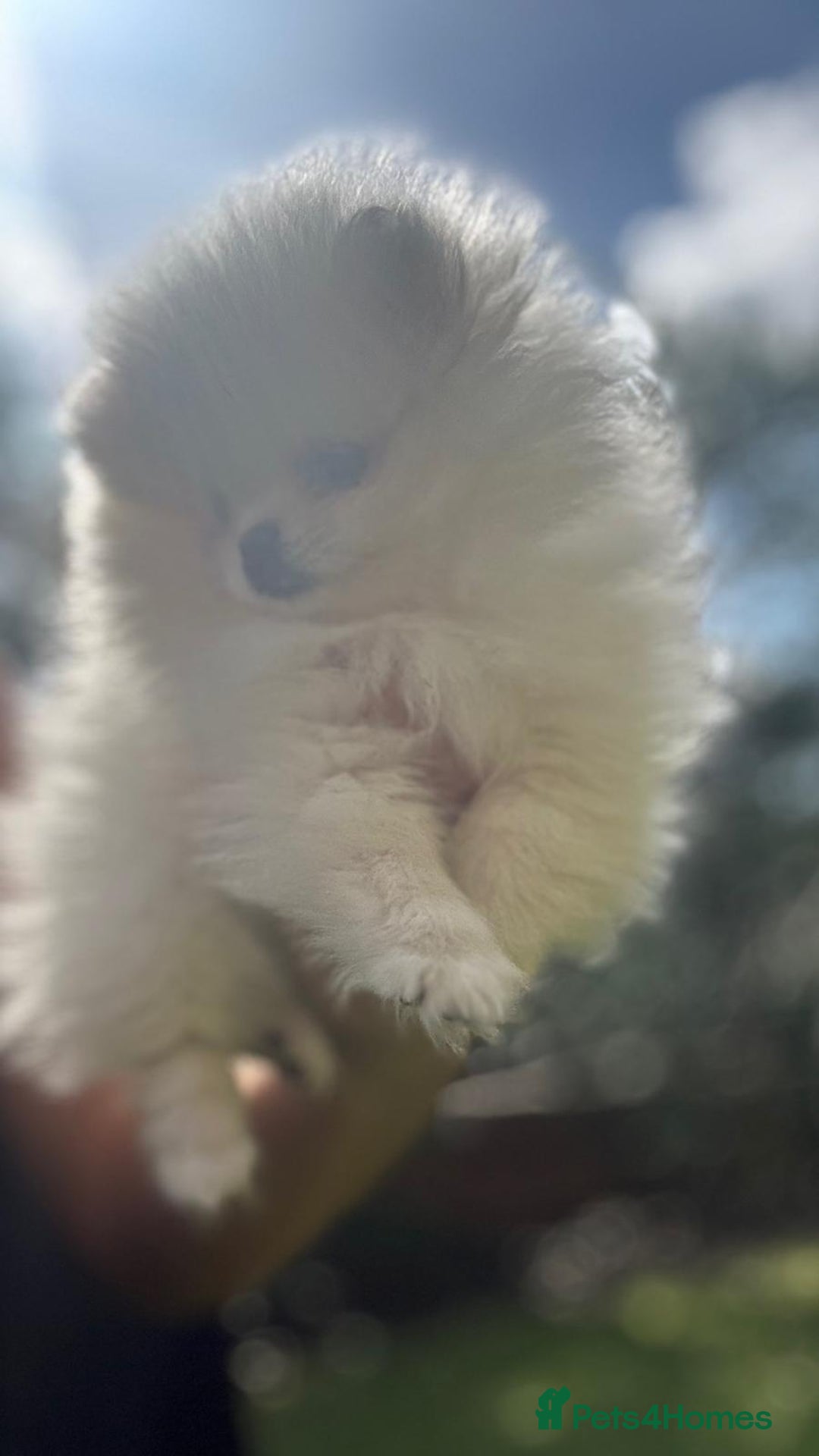 Pomeranian dogs for sale: Quality girl ready now PRINCESS 💕 - Image 21