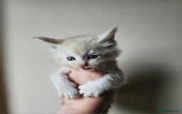 Maine Coon cats for sale: Beautiful litter of maine coons - Image 5