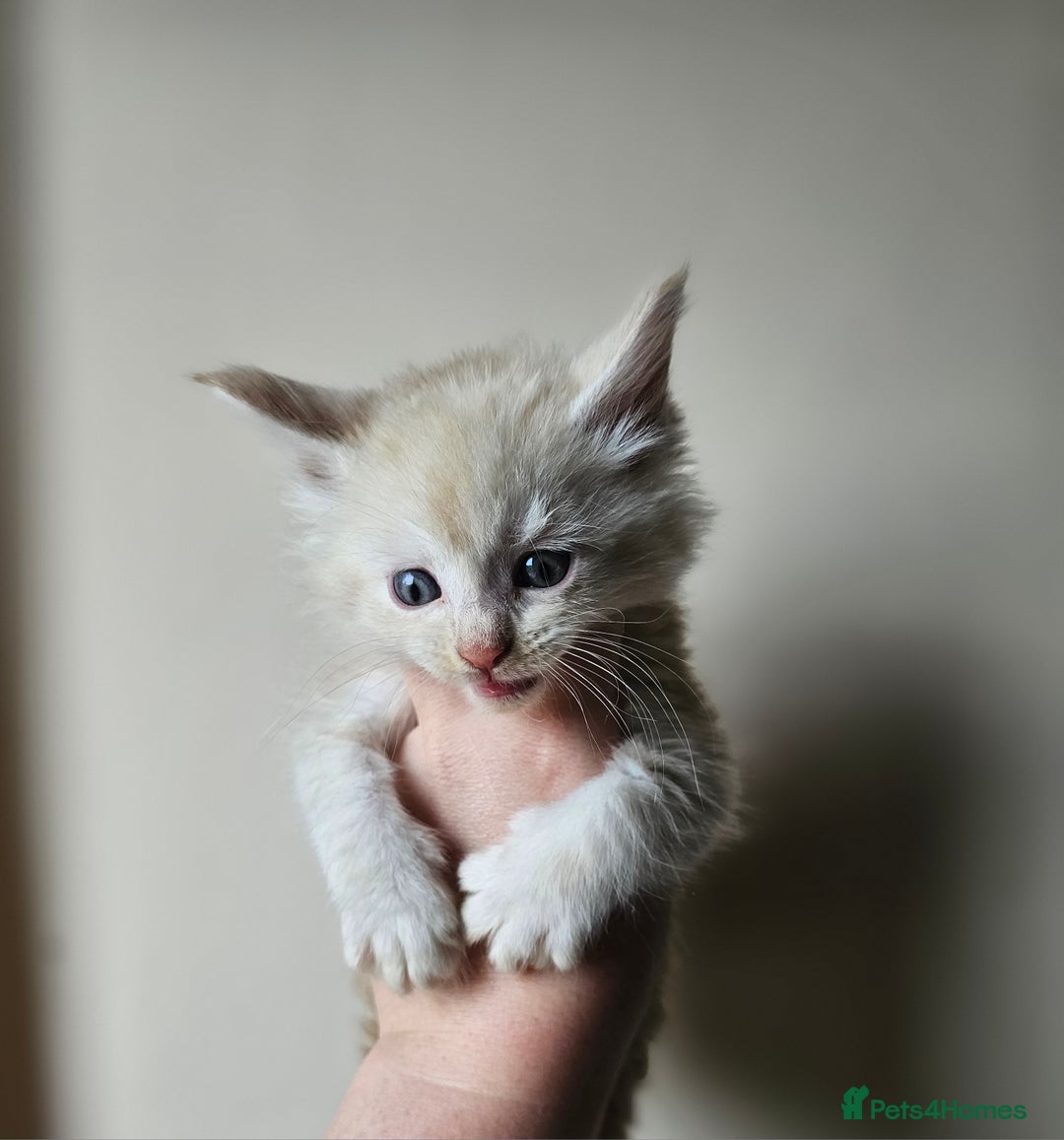 Maine Coon cats for sale: Beautiful litter of maine coons - Image 5