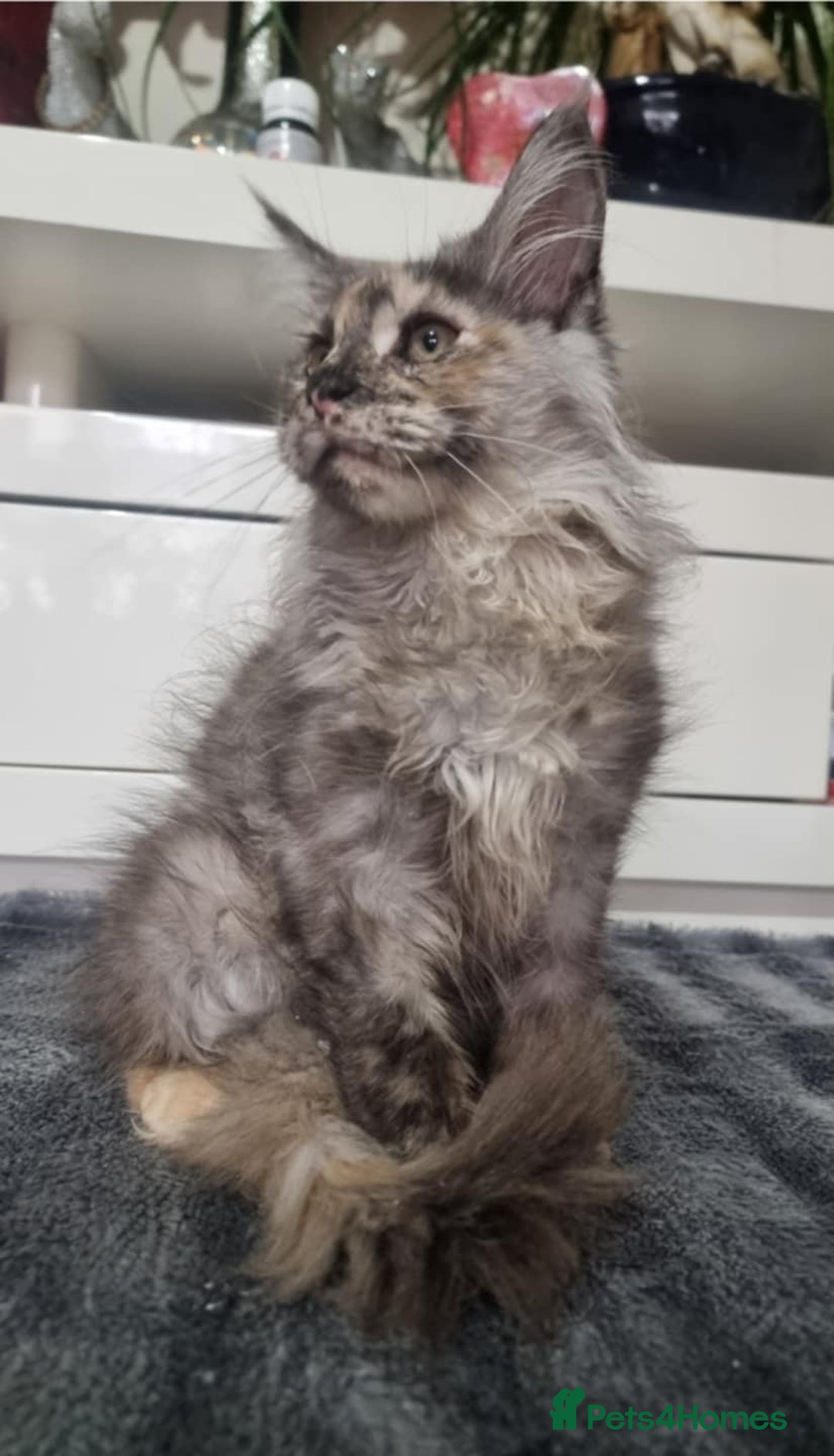 Maine Coon cats for sale: Beautiful Maine Coon Kittens - Advert 26
