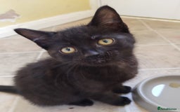Domestic Shorthair cats for sale: 3 black kitties for sale - Image 1