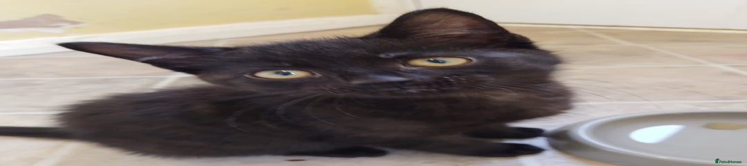 Domestic Shorthair Kitten 3