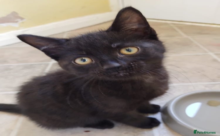 Domestic Shorthair cats - Advert 15