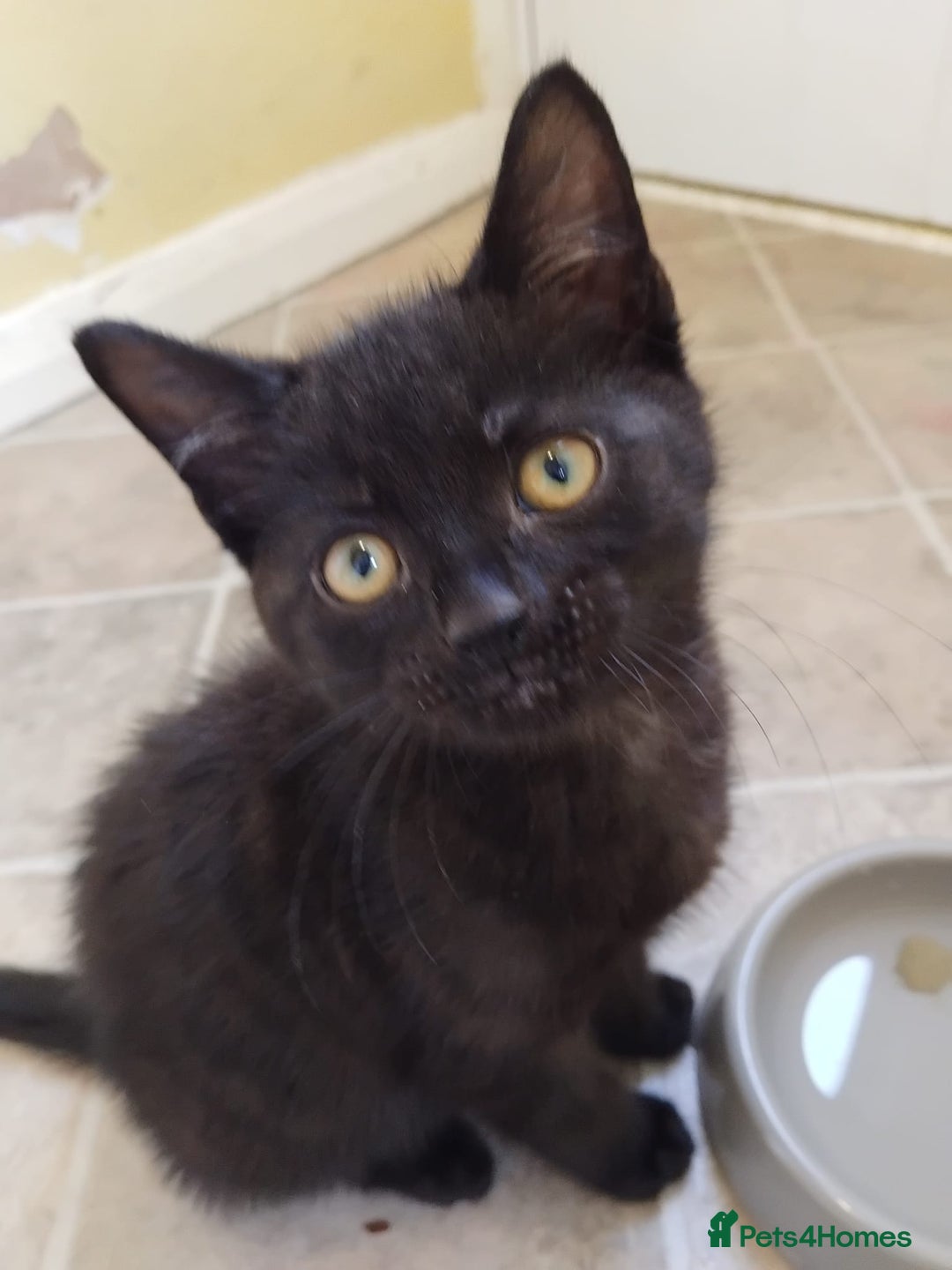 Domestic Shorthair cats for sale: 3 black kitties for sale - Image 1