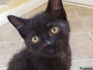 Domestic Shorthair cats - Advert 20