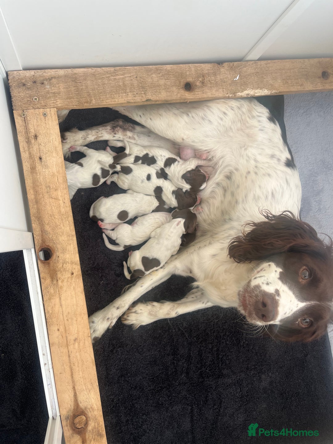 English Springer Spaniel dogs for sale: Springer spaniel puppies - Image 3