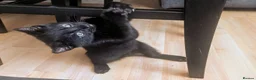 British Shorthair cats for sale: Rehoming our beloved 12 weeks old kittens - Advert 3