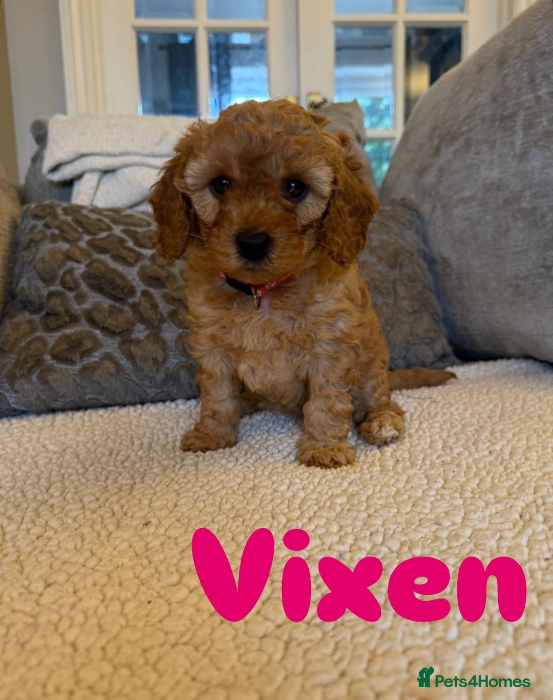 Cavapoo dogs for sale: Beautiful F1B cavapoo “teddy bear” puppies  - Advert 9