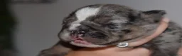 English Bulldog dogs for sale: English bulldog litter  in Atherstone - Advert 7
