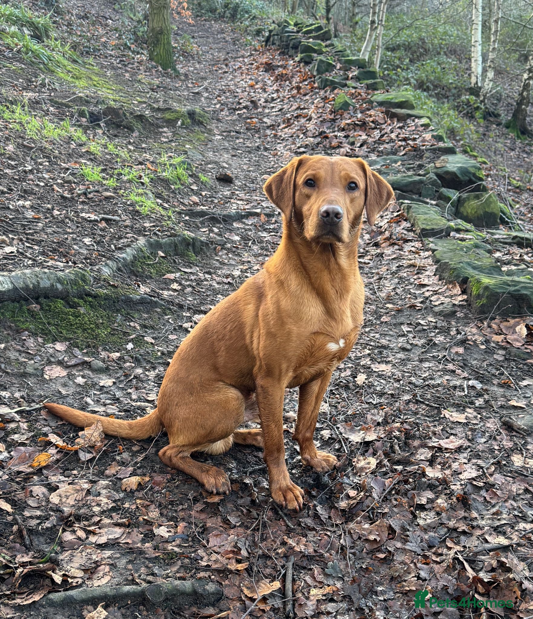 Labrador Retriever dogs KC Registered Fox Red Labrador Male  - Advert 1