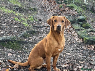 Labrador Retriever dogs KC Registered Fox Red Labrador Male - Advert 1