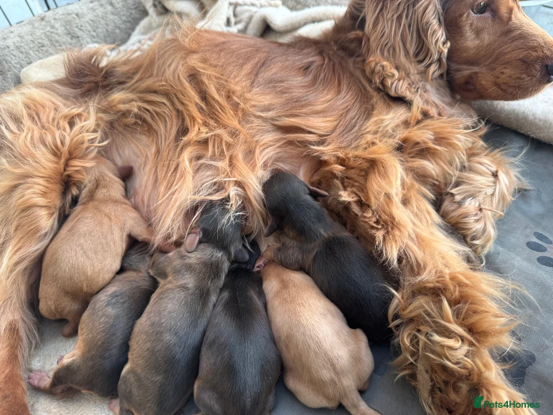 Cockapoo dogs for sale: All puppies have been reserved   - Advert 3