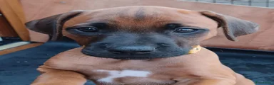 Rhodesian Ridgeback 