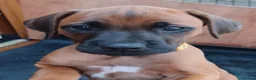Rhodesian Ridgeback dogs for sale: Pedigree Rhodesian Ridgeback puppies.  - Advert 23