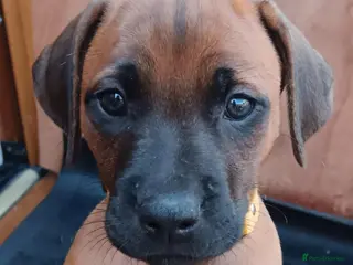 Rhodesian Ridgeback dogs Pedigree Rhodesian Ridgeback puppies. - Advert 1