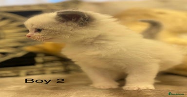 Ragdoll cats Beautiful ragdolls - Advert 7